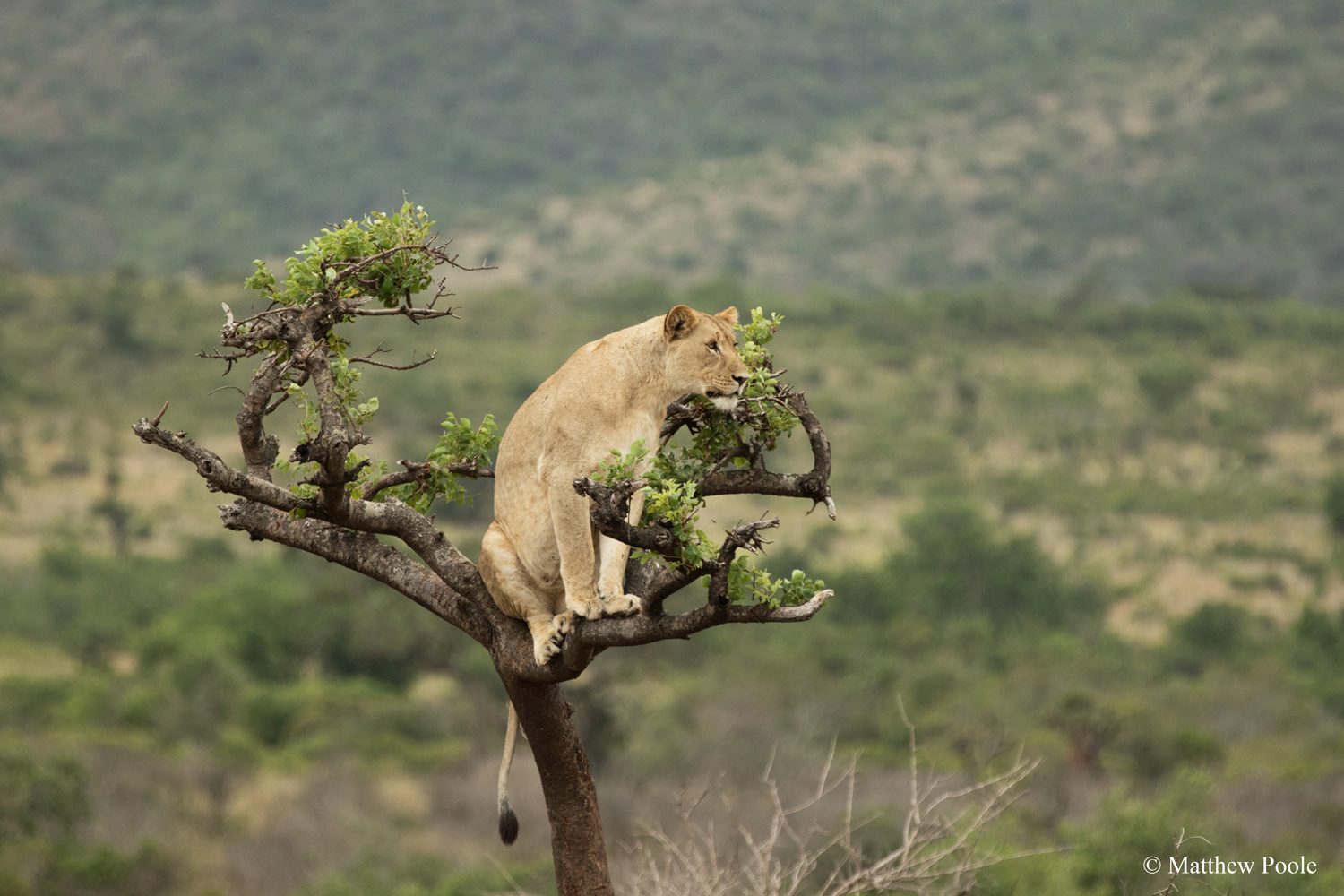 Akagera National Park