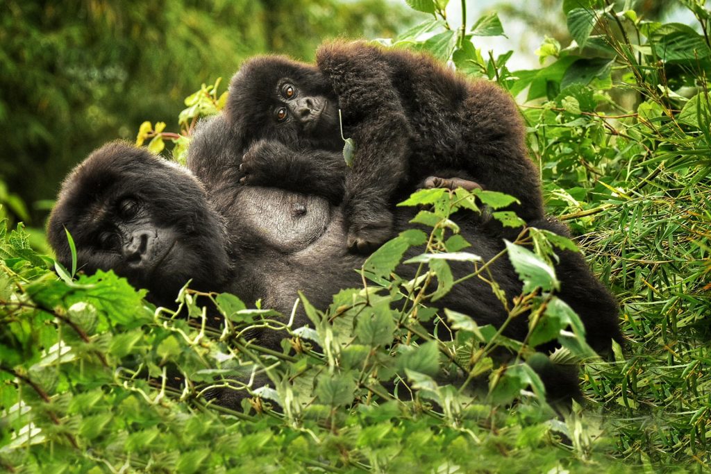 Gorilla Trekking