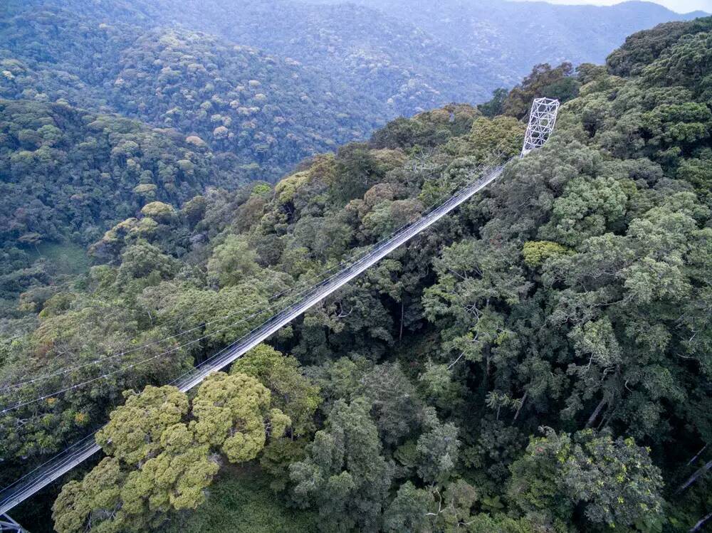 Canopy walk