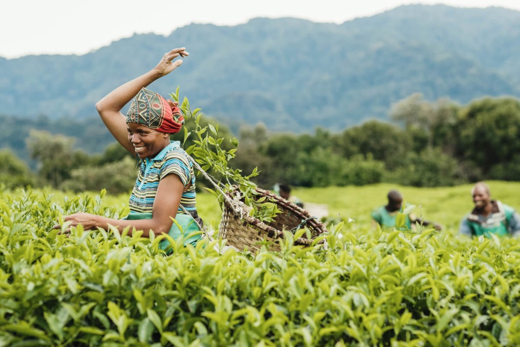 Karongi - Tea Tours